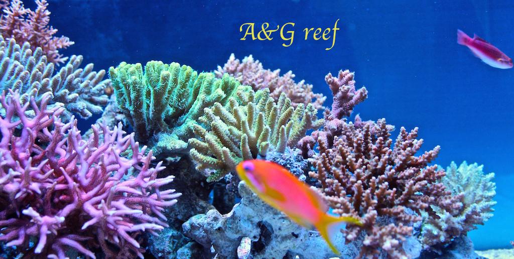 A&G reef