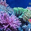 A&G reef