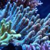 A&G reef