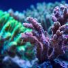 A&G reef