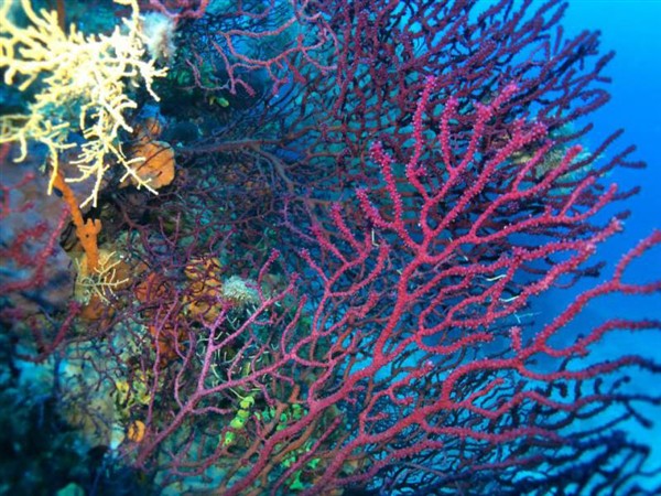 Ayvalık Resif 26.jpg