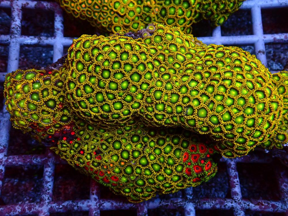 601CA628-6750-4023-9A4B-6B13D6633F30.jpeg